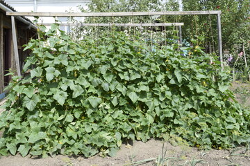 plants in the garden