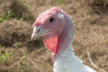 portrait of a turkey