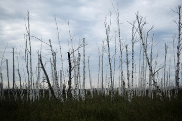 swamp, dried up trees in the swamp