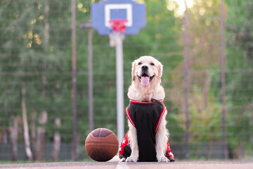 A dog in a basketball uniform with a ball sits at a basketball hoop. The Golden Retriever is...