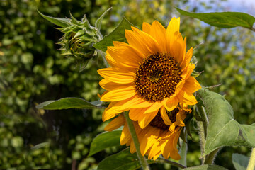  Sunflower flower. Helianthus annuus Topic - sunflower cultivation, advertising of products obtained from sunflower. For well as articles on agricultural technology