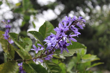Purple Flower