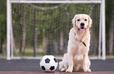 Dog soccer player. Golden retriever as a goalkeeper sits next to a soccer ball outdoors