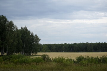 landscape with trees and clouds