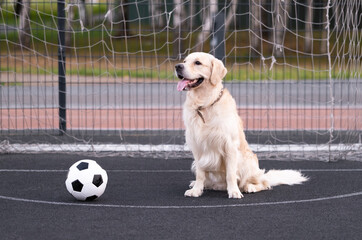 Dog soccer player. Golden retriever as a goalkeeper sits next to a soccer ball outdoors