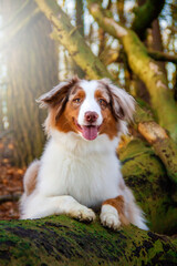 leidenschaftliche, lebendige und professionelle Tierfotografie, wundervolle und natürliche Outdoorfotos für Tiere in Deutschland und auf der ganzen Welt, schöne Tierfotos von Hunde