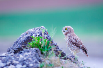 Little owl. Colorful nature background. Athene noctua.  