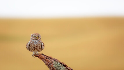 Owl. Colorful nature background. Bird: Little owl. Athene noctua.  