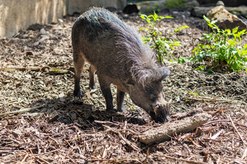 Naklejka na ściany i meble Visayan warty pig - wild boar, on a sunny day