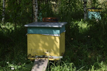 a beehive in the forest, a summer day