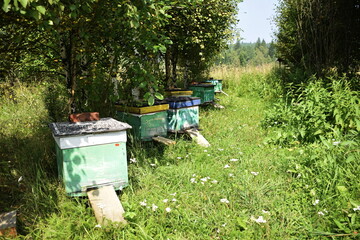 beehive with bees in a clearing in the forest