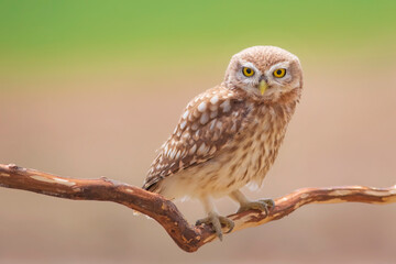 Owl. Colorful nature background. Bird: Little owl. Athene noctua.  