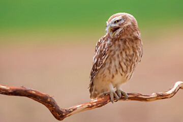 Owl. Colorful nature background. Bird: Little owl. Athene noctua.  