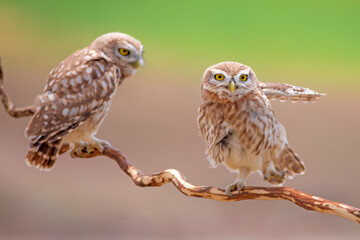 Little owl. Colorful nature background. Athene noctua.  