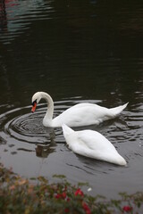 Fototapeta premium Swans on the water