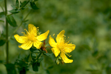黄色いトモエソウの花