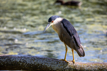 The black-crowned night heron (Nycticorax nycticorax) in the swamp.