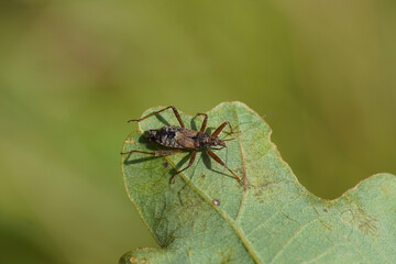 Tree damsel bug (Himacerus apterus) of the family Nabidae on an oak leaf. Late summer, September, Netherlands 