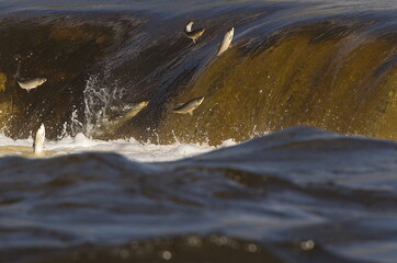 Fishes go for spawning upstream. Vimba jumps over waterfall on the Venta River. Kuldiga, Latvia.
