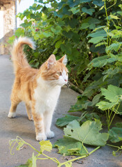 ginger cat walks around the yard against a background of green leaves