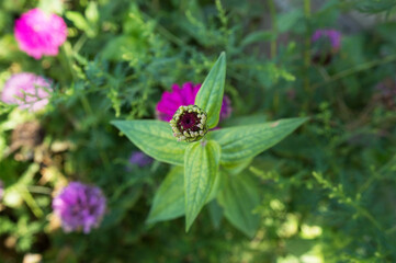 Fototapeta na wymiar green flower in the garden with flowers