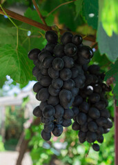 ripe black grapes hanging on a bush