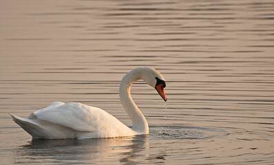 White swan swimming on the lake in spring.