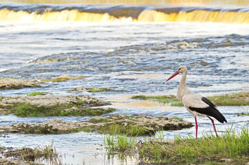 White stork on the river Venta waterfall searching for fish in sunny spring day, Kuldiga, Latvia.