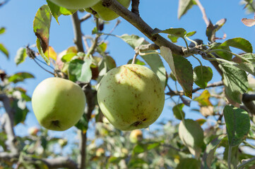 green apples hang on the tree in the garden