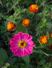 pink flower in the garden