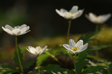 Wood anemones in sunny spring day.
