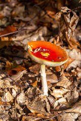 Toadstool close up of wild forest mushrooms
