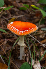 Toadstool close up of wild forest mushrooms