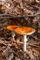 Toadstool close up of wild forest mushrooms