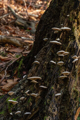 Toadstool close up of wild forest mushrooms