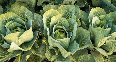 Fresh cabbage from farm field. View of green cabbages plants. Organic farming.