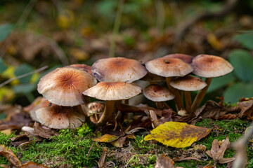 Toadstool close up of wild forest mushrooms