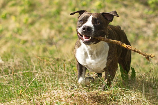 American Staffordshire Terrier or the Amstaff dog, female, runing with stick in mouth.