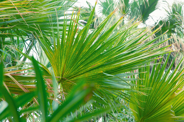 Fototapeta na wymiar Beautiful palm tree leaves background