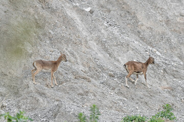 Mouflon females in the mountains (Ovis aries musimon)
