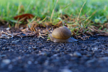 Uva caracol se arrastra lentamente en el pavimento junto a un jardín. día soleado en la naturaleza.