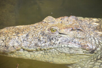 close up of a crocodile