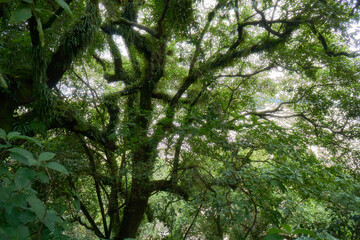moss on the tree