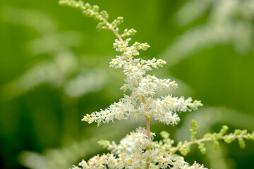 白いトリアシショウマの花