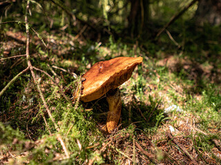 Mushrooms and Fungi growing in a moss covered forest in a beautiful Scottish highland forest.