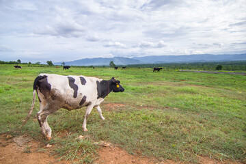 Fototapeta premium Beautiful landscape with black pied Dairy cows in rural farmland in Thailand