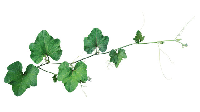 Pumpkin green leaves vine plant stem and tendrils isolated on white background, clipping path included..