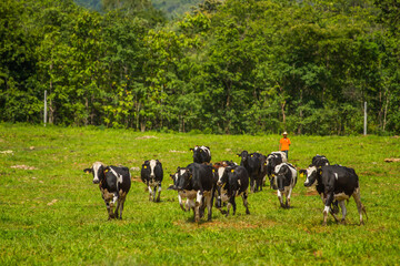 Fototapeta premium Beautiful landscape with black pied Dairy cows in rural farmland in Thailand