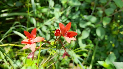 red and yellow flower