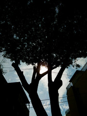 sunlight cannot penetrate this tree with thick leaves.